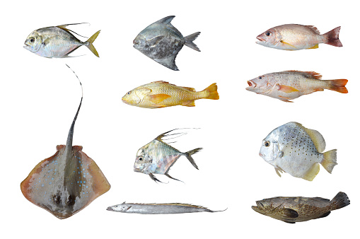 collage raw fish isolated on white background