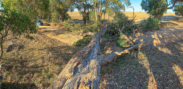 Large gum tree fallen across a rural road in Central Victoria.