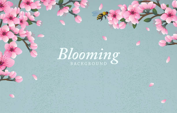 Blooming background with cheery blossom flowers - ilustração de arte vetorial