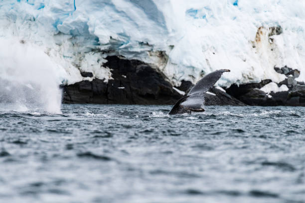 istock Tail of a humpback whale in the Antarctic 2072515847