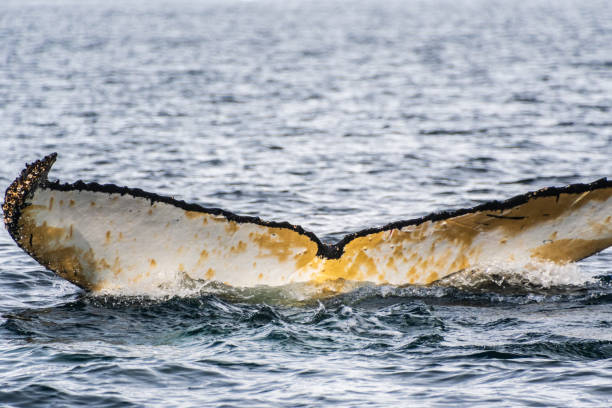 istock Tail of a humpback whale in the Antarctic 2072516350