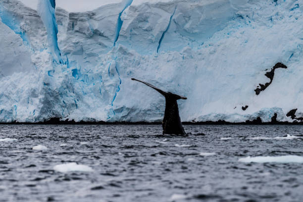 istock Tail of a humpback whale in the Antarctic 2072516369