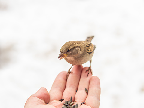 A sparrow sits on a man's hand and eats seeds. Taking care of birds in winter.