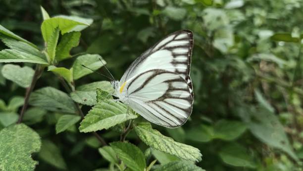 istock Close up of white butterfly on the leaf 2072518506