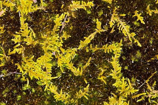 Yellow feather moss growing over darker mosses in Vernon, Connecticut.