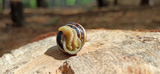 Snail in a shell. snail house. Slug creeping on wooden surface. Helix lucorum living in the forest