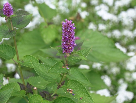 Traditional favourite decorative flower agastache has many medicinal uses.