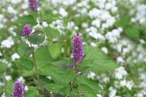 Traditional favourite decorative flower agastache has many medicinal uses.
