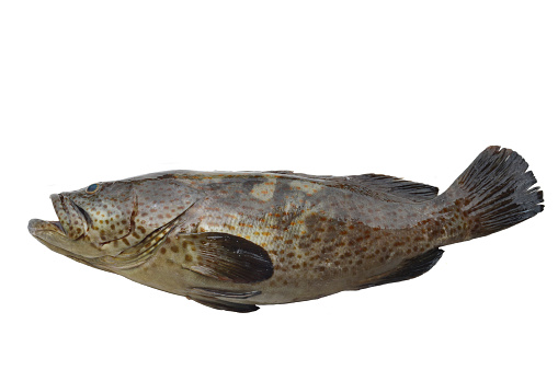 A carnivorous freshwater fish that inhabit clear, vegetated lakes, ponds, swamps, and rivers.