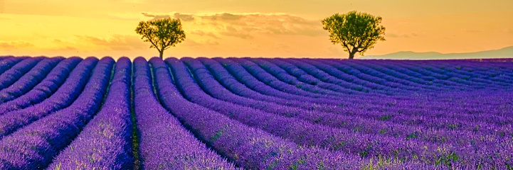 Provence, Lavender field at sunset, Valensole Plateau Provence France blooming lavender fields. Europe.