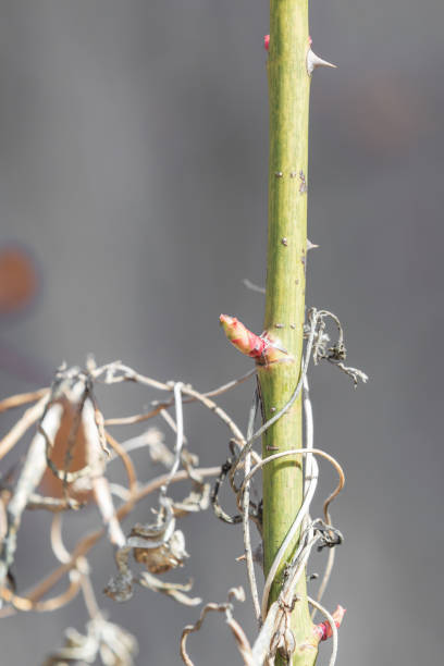 istock Early spring, new shoots growing from rose stems. Rosa 2072574657