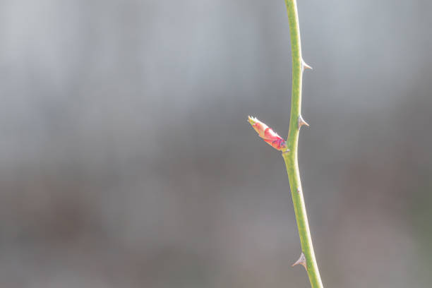 Early spring, new shoots growing from rose stems. Rosa
