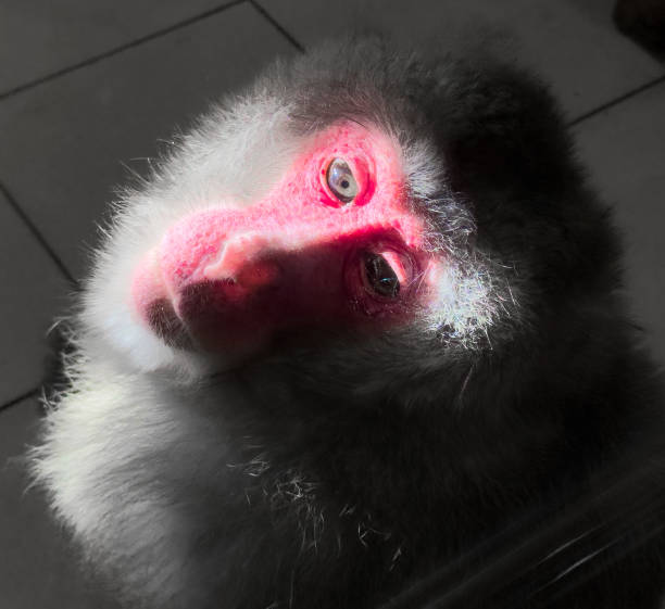 istock Portrait of a red monkey face 2072577253