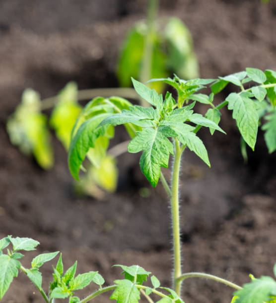 istock Tomato seedlings in the garden in spring 2072578787