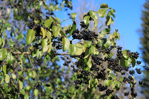 A lot of black berries on an elder branch shine in the sunlight in autumn time