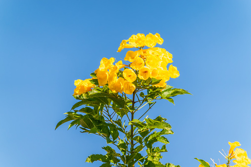 Tecoma stans yellow flowers close-up, yellow trumpetbush, yellow bells, yellow elder, green leaves, blue sky background, beautiful flower texture, decorative border, frame, natural floral decoration