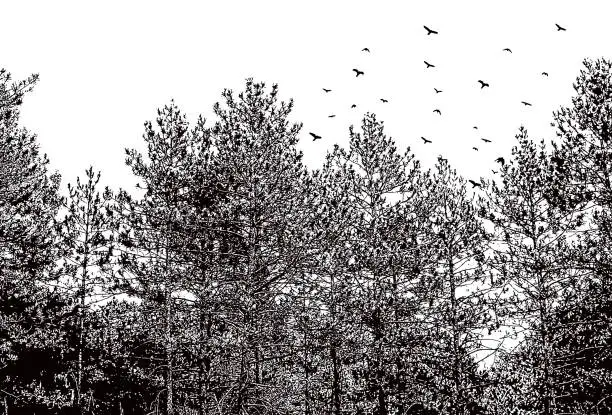 Vector illustration of Pine Trees and flock of birds