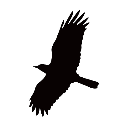 American Crow Flying