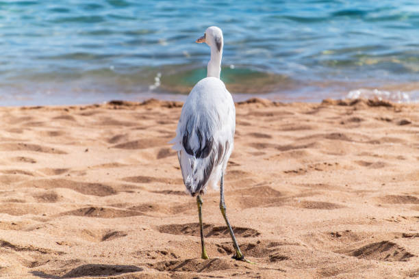 White Western Reef Heron (Egretta gularis) at Sharm el-Sheikh beach, A heron hunting in the sea. Sinai, Egypt