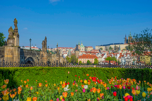 Spring cityscape with colorful tulips, Charles Bridge and Old Town of Prague, Czech Republic, in sunny day