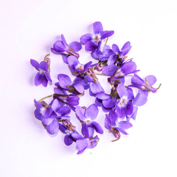 istock Beautiful violet flowers on white background 2072648041