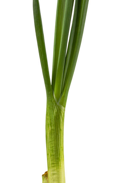 istock green onions sprouted in a flower pot, isolated on a white background 2072657870