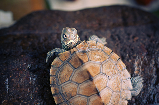Map tortoise (Graptemys kohnii)