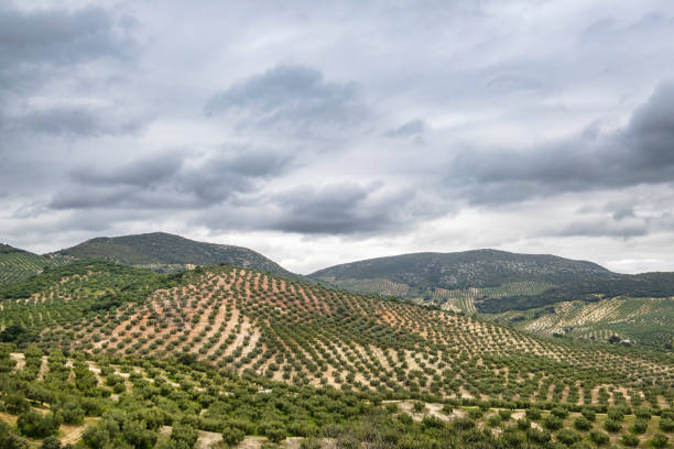 Branches of an olive tree with green fruits on a Mediterranean plantation