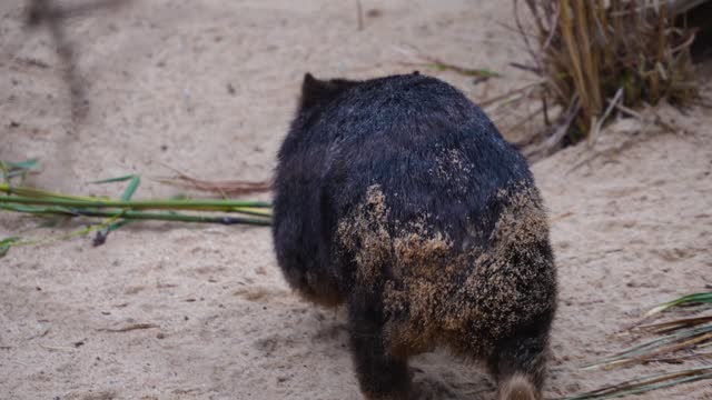 Close view of a wombat walking