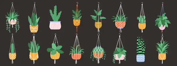 Vector illustration of Set of macrame hangers. Home plants in stylish planters and pots