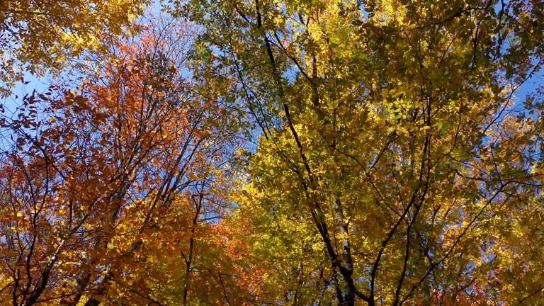 Autumn foliage view from below.