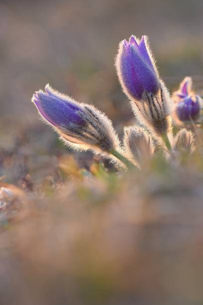 istock Spring flowers. Beautifully blossoming pasque flower and sun with a natural colored background. (Pulsatilla grandis) 2072682280