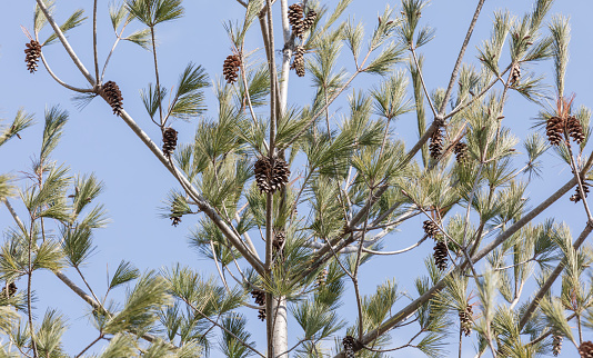 Pine cones of white pine. Warm sunshine - northern white pine, white pine, Weymouth pine, soft pine, Pinus strobus