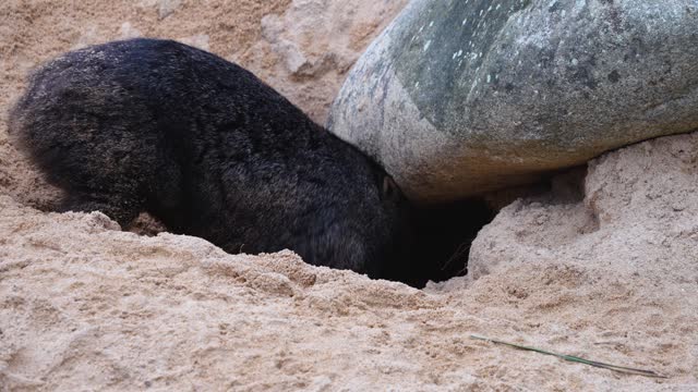 Close view of a wombat walking