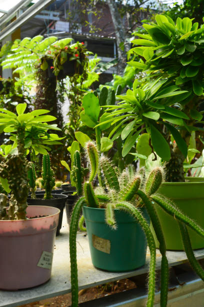 istock Small plant in pot succulents by front view. No people. 2072719748
