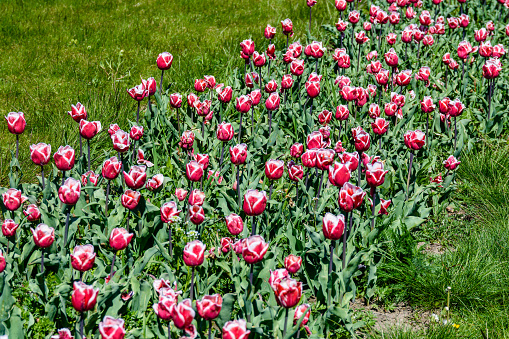 Blooming tulips in flower bed at city park