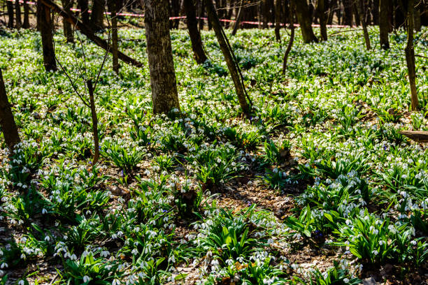 White blooming snowdrops (galanthus nivalis) at forest on early spring