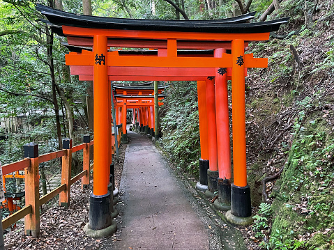 Kyoto, Japan - August 9, 2023: Red Majesty: Fushimi Inari Taisha Torii Tunnel