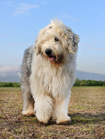 Old English Sheepdog in front of nature background