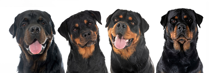 head of rottweilers in front of white background