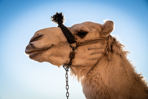 Camel against sky. Closeup of camel muzzle.