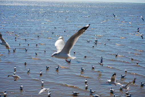 Seagull bird floating with wings in the blue sky