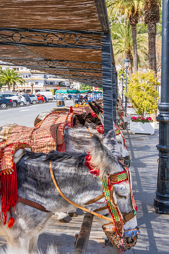 Donkeys await tourists for a trip in the historic center of Mijas, a lovely whitewashed Andalusian town