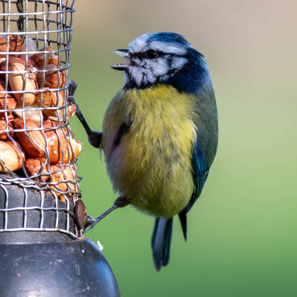 istock An Eurasian blue tit Cyanistes caeruleus, bluetit, with its beak open as it eats peanuts from a bird feeder 2072765116