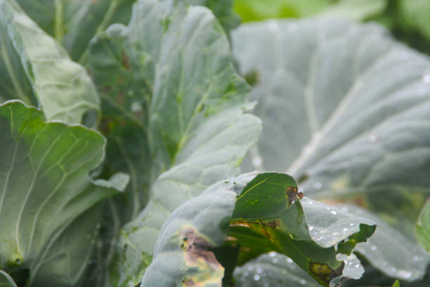 Cabbage Rows Cultivated in Agricultural Field in Indonesia, Wonosobo.
