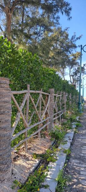 istock Fixed vertical Palms leaf part also crossing by leaf part erected as garden fence 2072773985