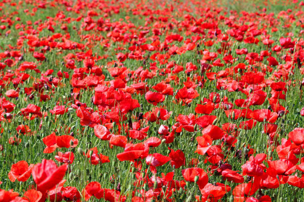 istock Poppies flower meadow nature background 2072778673