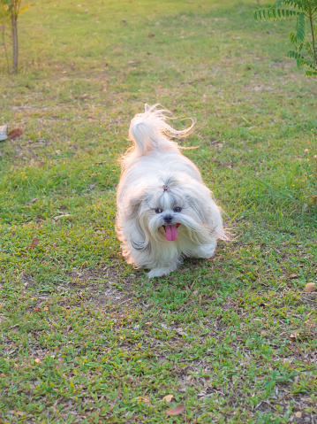 Cute long-haired Shih Tzu running in the grass on a sunny day.