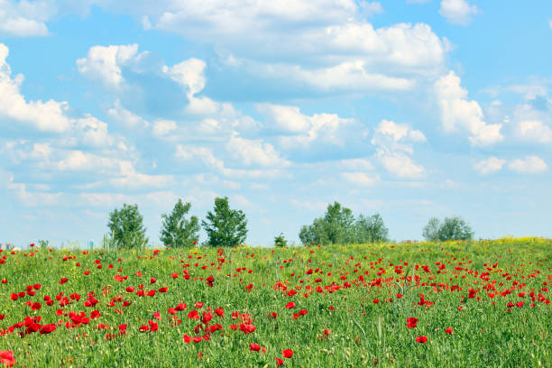 Poppy wildflowers creating beautiful contrast with green vegetation under blue sky with clouds. Natural summer landscape scene