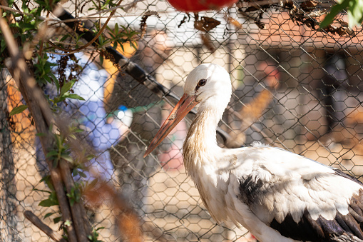 Storks in the well-known town of Rust on Lake Neusiedl in Burgenland, Austria